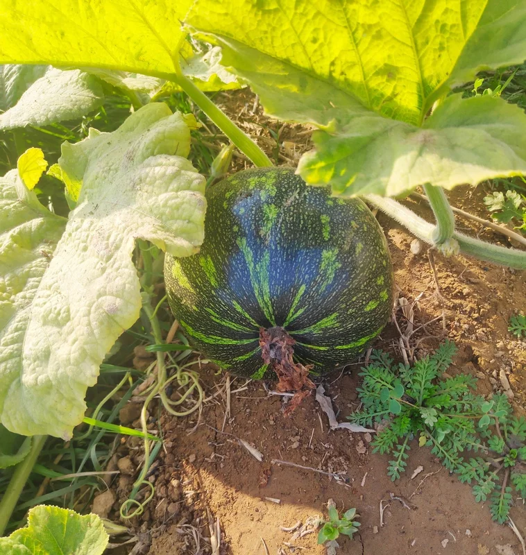 Green Pumpkin (Petha) 1-1.8 Kgs