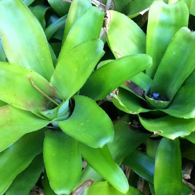Bromeliad Green