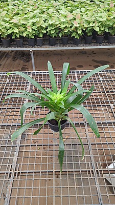 Guzmania Bromeliad