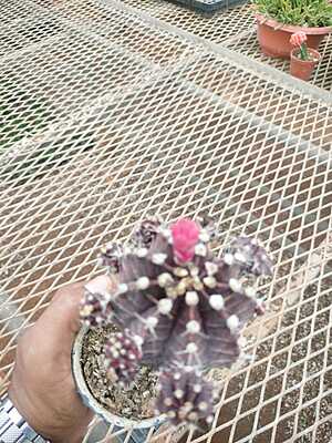 Gymnocalycium Mihanovichii Gymnocalycium Mihanovichii