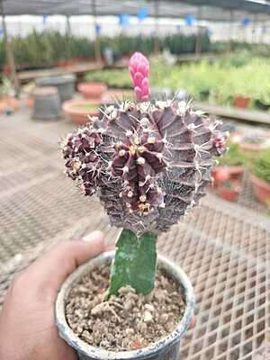 Gymnocalycium Mihanovichii Gymnocalycium Mihanovichii