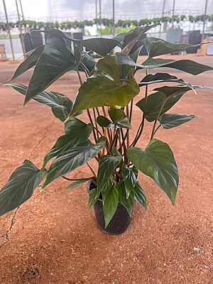 Hamalomena Chocolate Brown