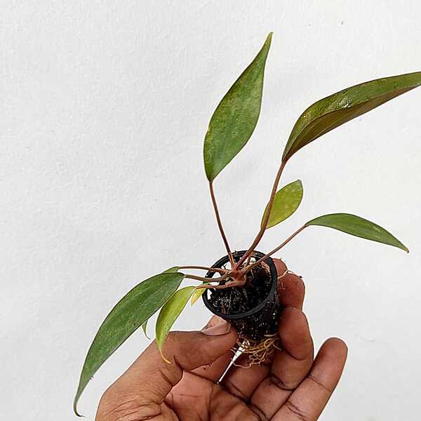 Hamalomena Chocolate Brown