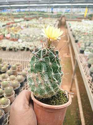 Hamatocactus Satistinus Hamatocactus Satistinus