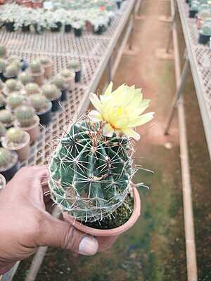 Hamatocactus Satistinus Hamatocactus Satistinus