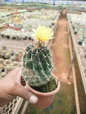 Hamatocactus Satistinus Hamatocactus Satistinus
