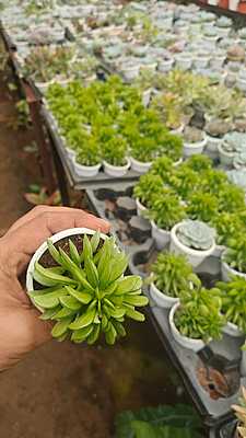 Haworthia cymbiformis