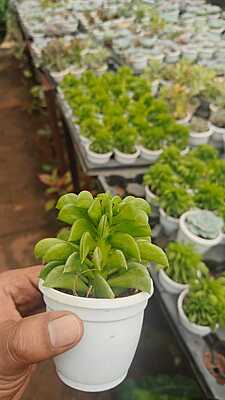 Haworthia cymbiformis