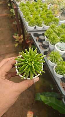 Haworthia cymbiformis