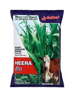HEERA (HYBRID SORGHUM SUDAN GRASS) by Ankur
