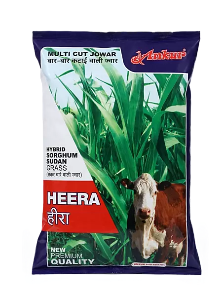 HEERA (HYBRID SORGHUM SUDAN GRASS) by Ankur