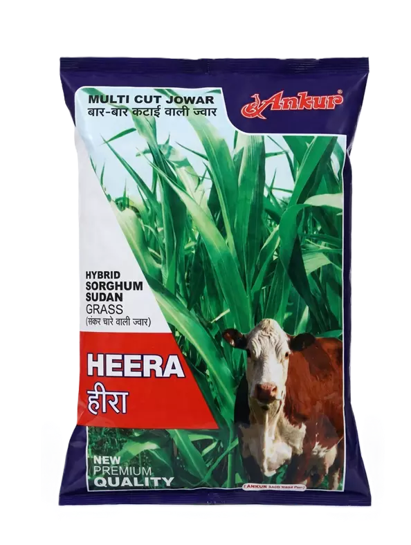 HEERA (HYBRID SORGHUM SUDAN GRASS) by Ankur
