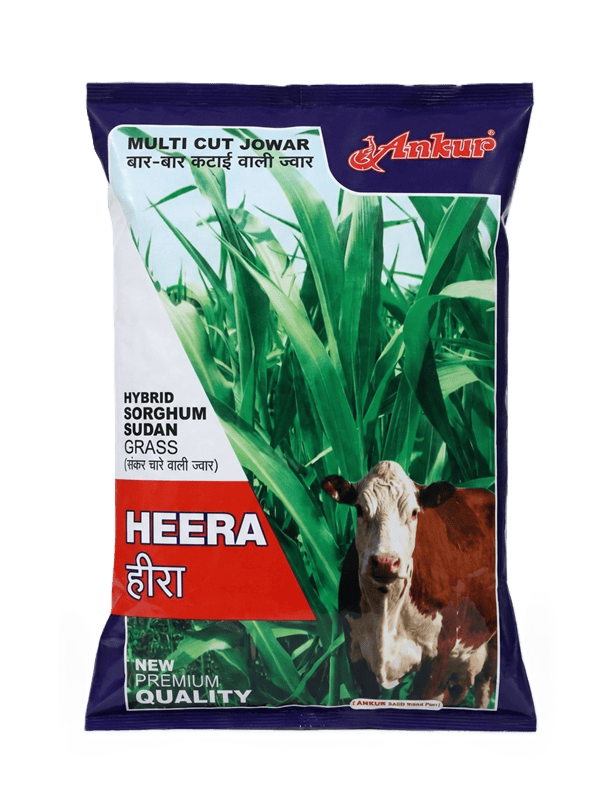 HEERA (HYBRID SORGHUM SUDAN GRASS) by Ankur