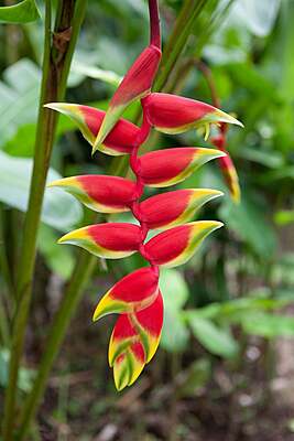 Heliconia Red