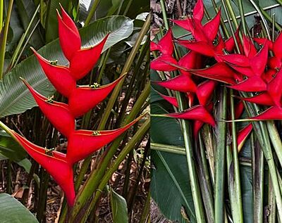 Heliconia Iris