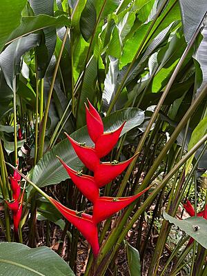 Heliconia Iris