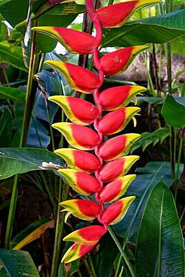 Heliconia Red