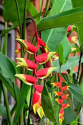 Heliconia Red
