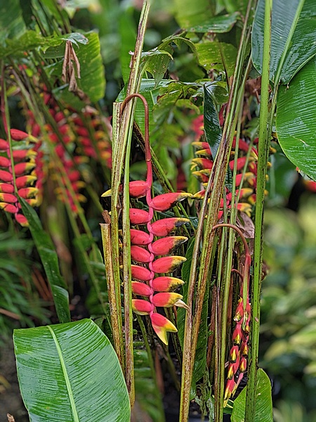 Heliconia Red