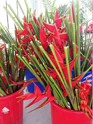 Heliconia Red