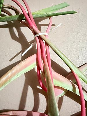 Heliconia Sexy Pink flower