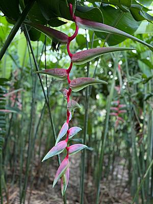 Heliconia Sexy Pink flower