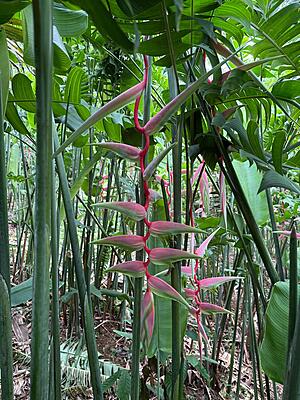 Heliconia Sexy Pink flower