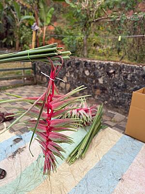 Heliconia Sexy Pink flower