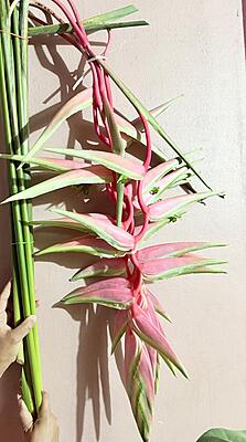Heliconia Sexy Pink flower