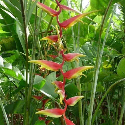 Heliconia Temptress