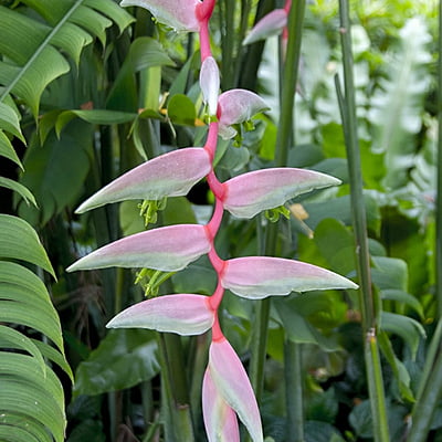 Heliconia Sexy Pink