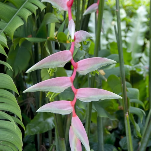 Heliconia Sexy Pink