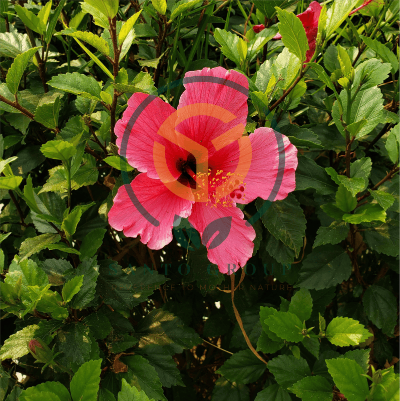 Hibiscus Flower-Himalayan