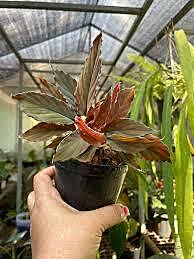 Homalomena Red (orp)