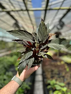 Homalomena Red (orp)
