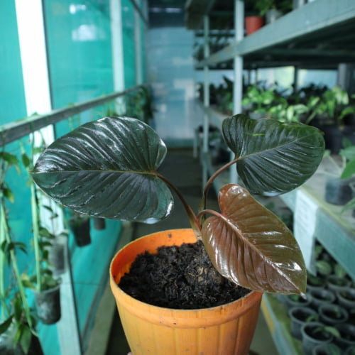 Homalomena Rubescens Black Homalomena Rubescens Black