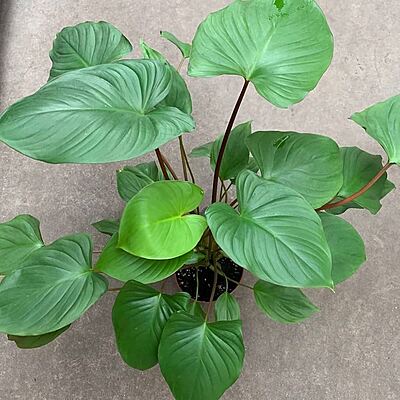 Homalomena Rubescens Green (orp)