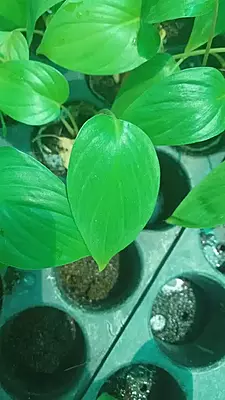 Homalomena Rubescens Green (orp)