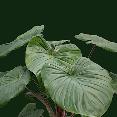 Homalomena Rubescens Green