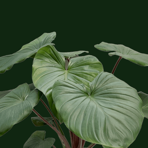 Homalomena Rubescens Green Homalomena Rubescens Green