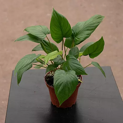 Homalomena Rubescens Green (orp)