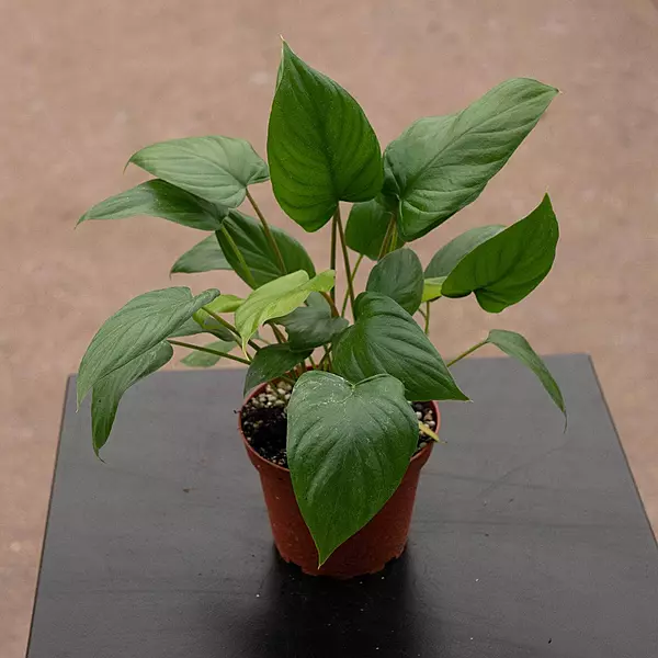 Homalomena Rubescens Green (orp)