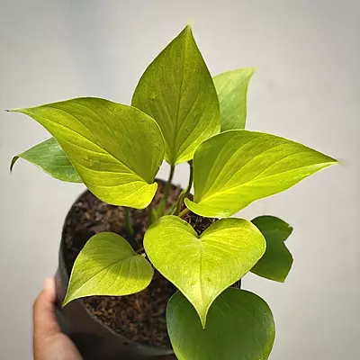 Homolomea Gold