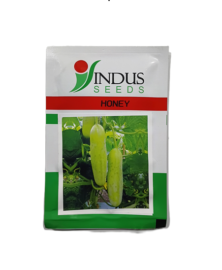 HONEY (HYBRID CUCUMBER) by INDUS SEEDS