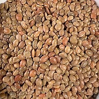 Horse Gram