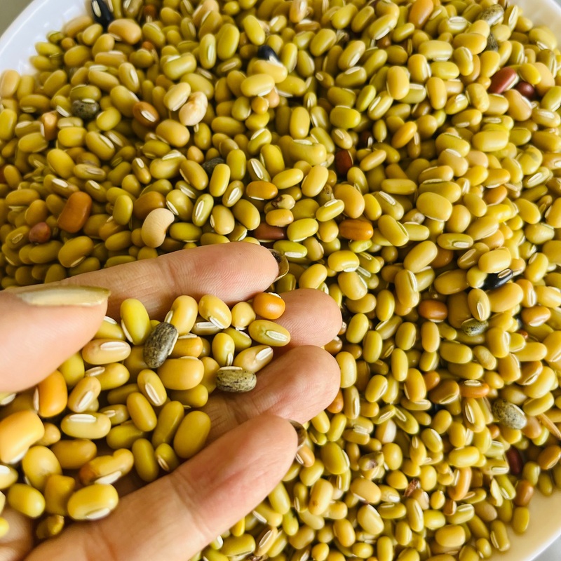 Masyam Dal