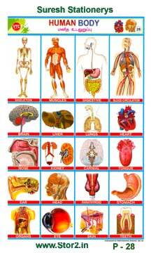 Human Anatomy - Educational Picture Chart No - 28
