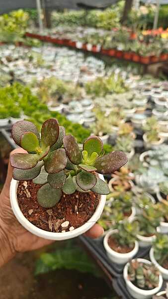 Hummel’s Sunset Hummel’s Sunset