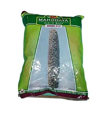 Hybrid Bajara MDBH-312 by Mahodaya Seeds
