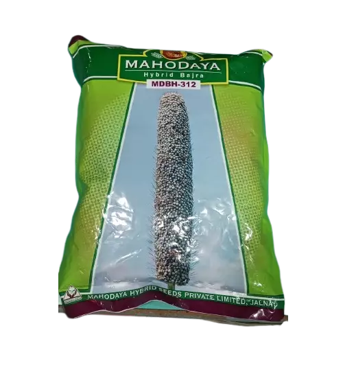 Hybrid Bajara MDBH-312 by Mahodaya Seeds